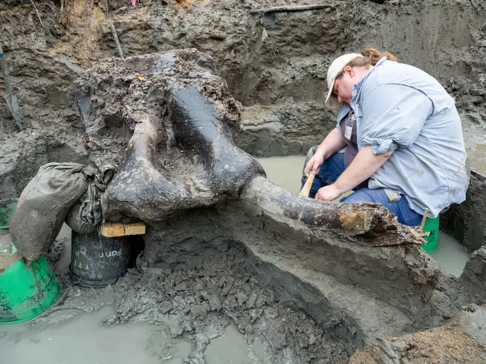 Найден череп мастодонта, возможно, убитого людьми 13 600 лет назад